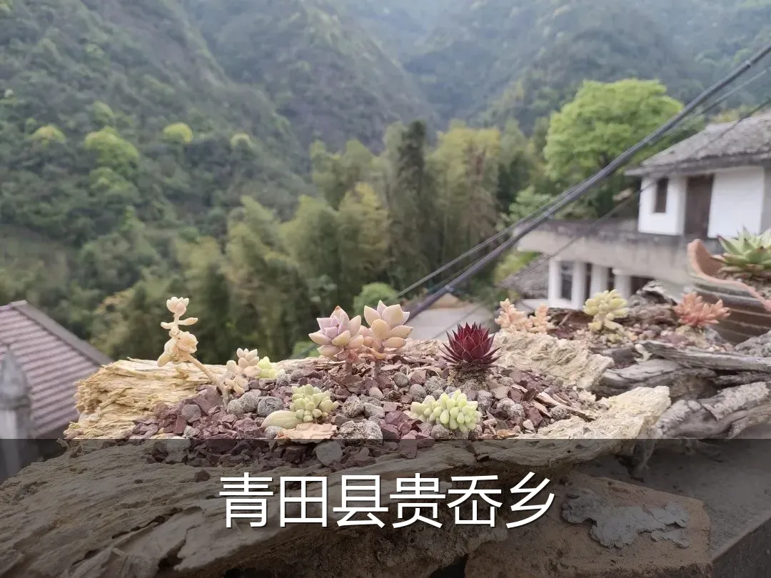 青田县贵岙乡